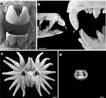 bocca talpa naso a stella