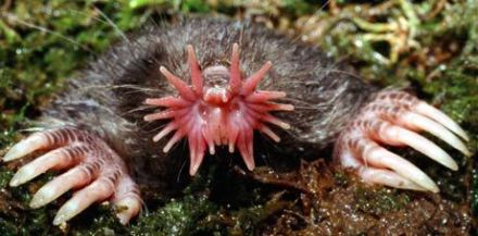 star-nosed mole