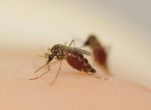 Una zanzara Aedes aegypty mentre banchetta sul braccio (o con il braccio?) di Leslie Vosshal. Credit: L.Vosshal, Rockefeller University