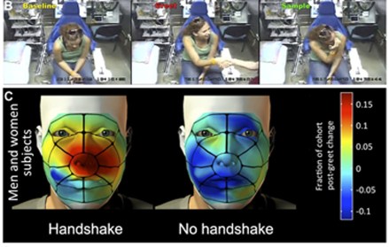 L'immagine fa vedere tre fotogrammi presi da un filmato e mostrano il prima-durante-dopo la stretta di mano. La figura sotto rappresenta a colori la frequenza con cui i volontari si sono toccati la faccia dopo aver incontrato lo sperimentatore con ("with handshake") e senza stretta di mano ('no handshake"). Il colore rosso indica un "toccarsi spesso" e blu "toccarsi meno o per niente". Fonte: Idan Frumin et al. eLife Sciences 2015;4:e05154 