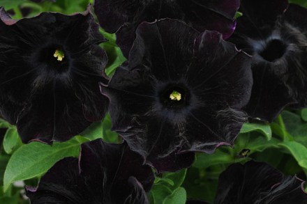 Photo credit / source: online.wsj.com