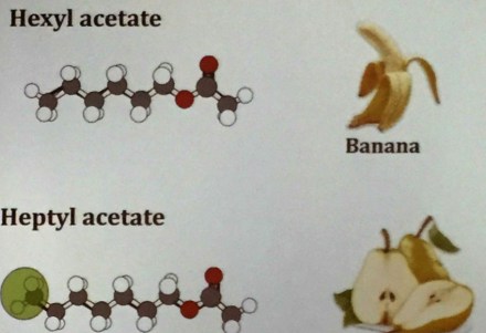 Ecro_Firestein_2015-09banana