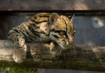 Ocelot_Santago_Leopard_Project_2