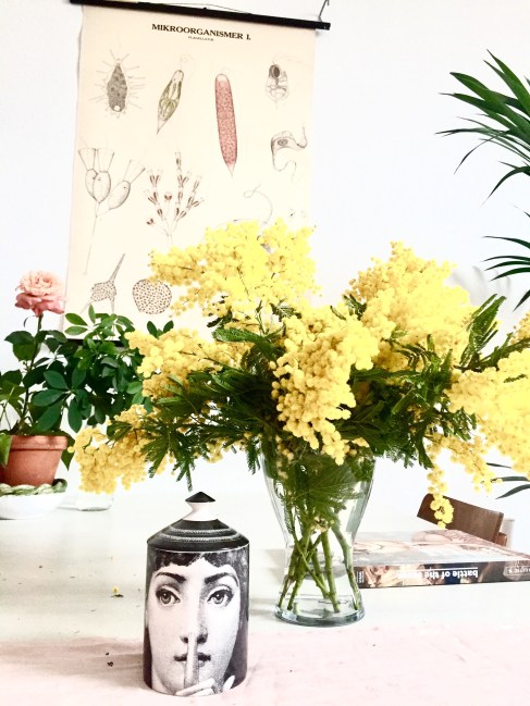 MIMOSA 2_4 MARZO 2017