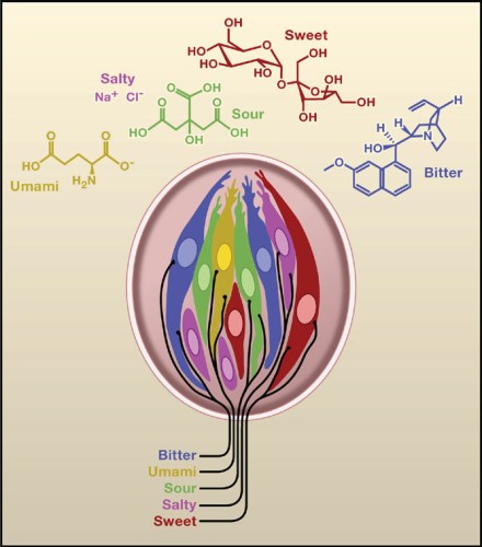 taste bud