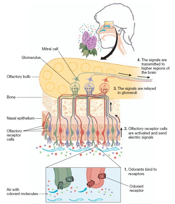Olfaction EMBO reports VOL 8 NO 7 2007