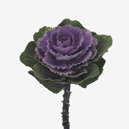 Brassica-Crane-Ruby-683-01